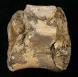 Hadrosaurid Caudal Vertebrae (Tail Bone) #15273-1